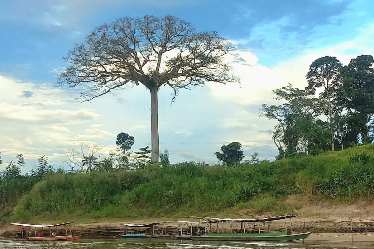 Grande árvore à margem do rio e embarcações junto à terra.